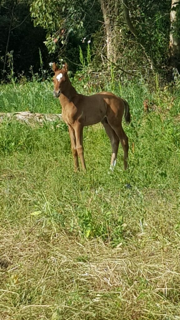canniggione maneggio