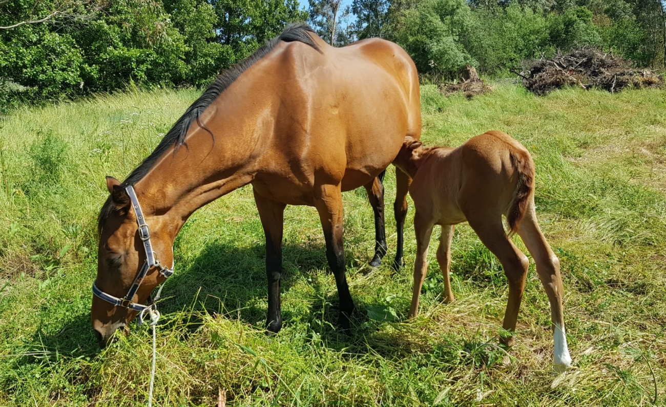 tenute agrismeralda -sardegna