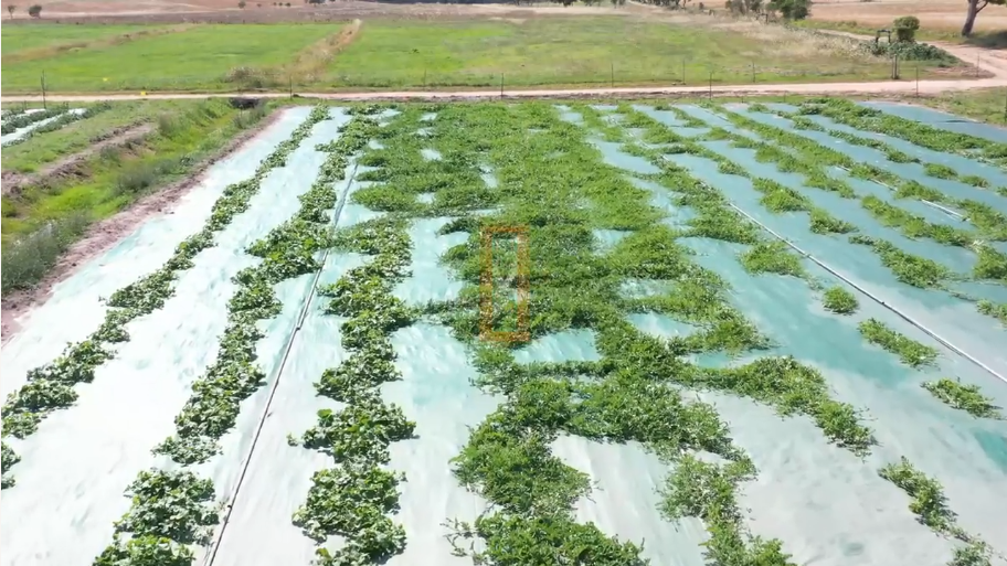 tenuta agrismeralda sardegna