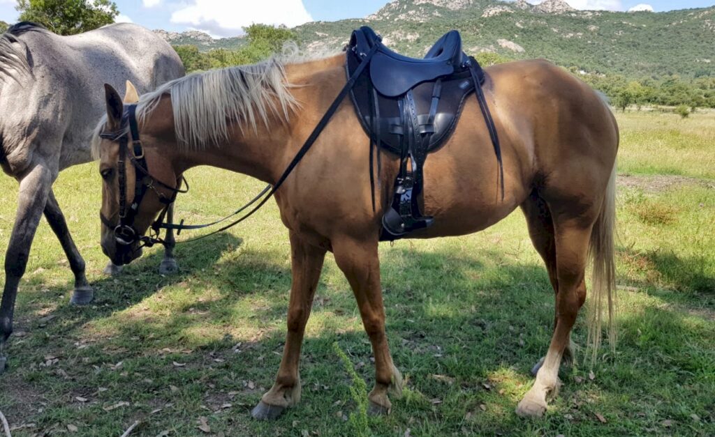 passeggiata-cavallo-costa-smeralda-sardegna