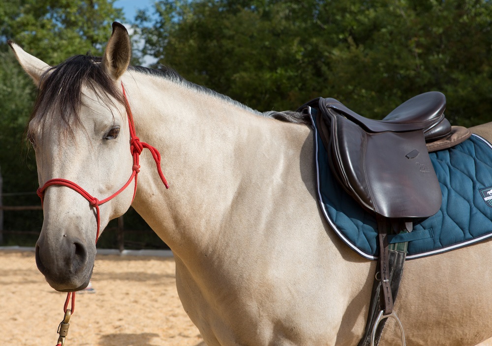 horse riding stable - costa smeralda - cannigione