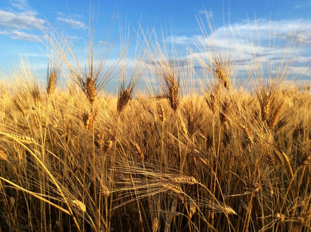 grano agrismeralda - pasta - lusso - esclusiva - sardegna